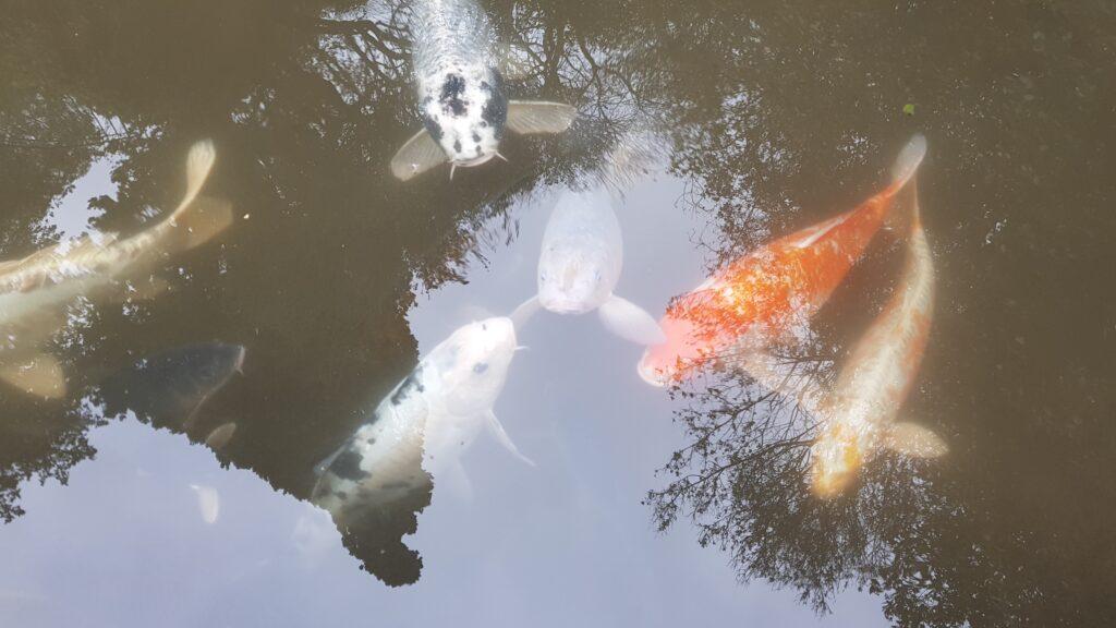 Jardin de la Fontaine